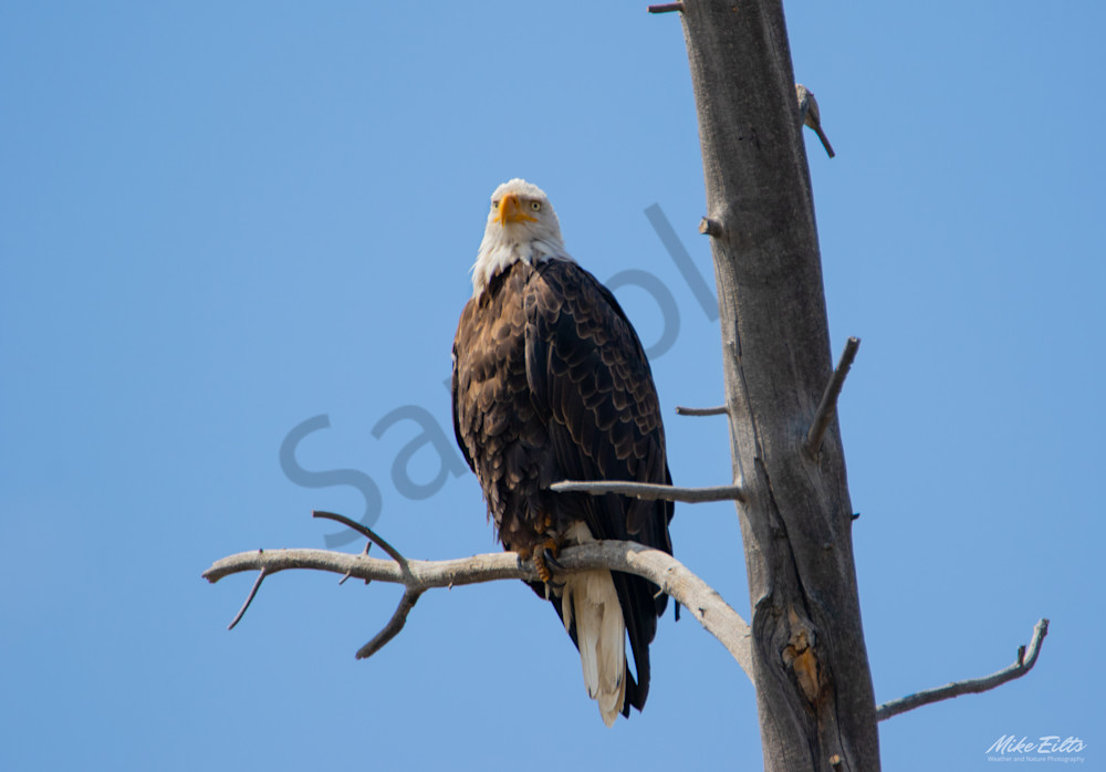 Eagle Eye Photography Art | Weather and Nature