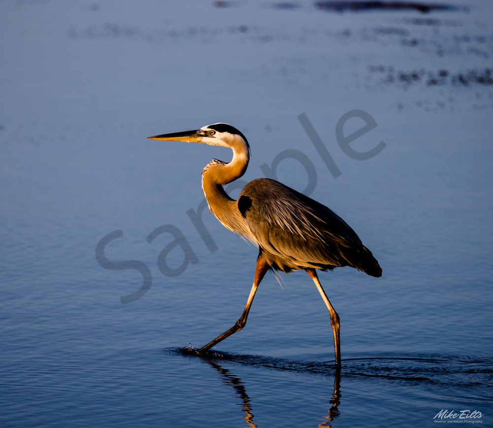 Great Blue Heron 2.0 Photography Art | Weather and Nature