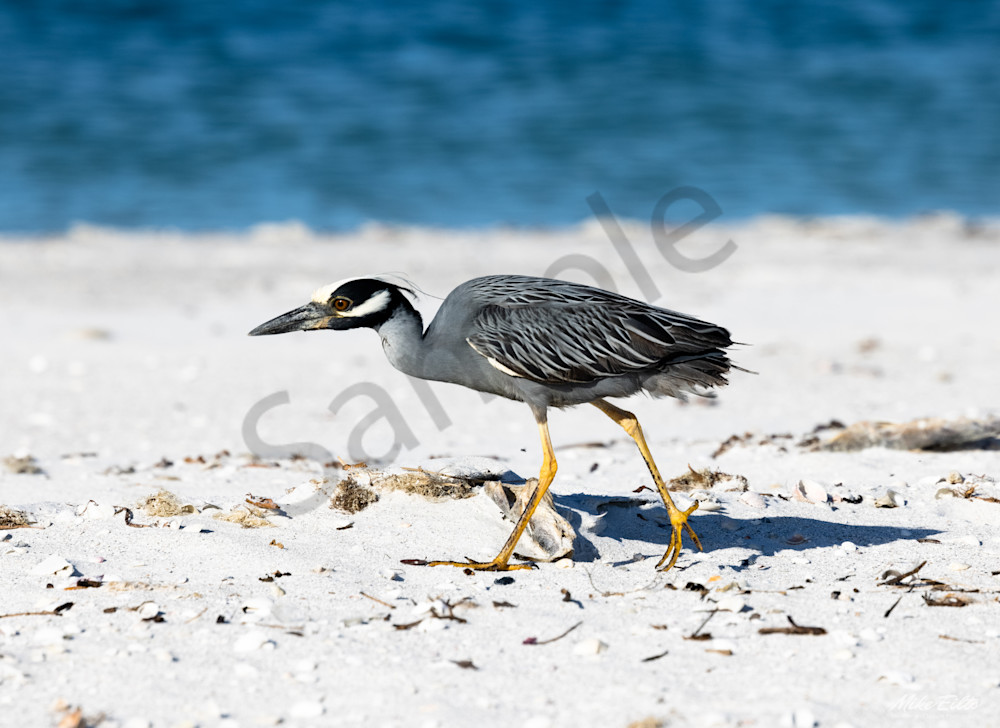 Yellow Crowned Night Heron Photography Art | Weather and Nature