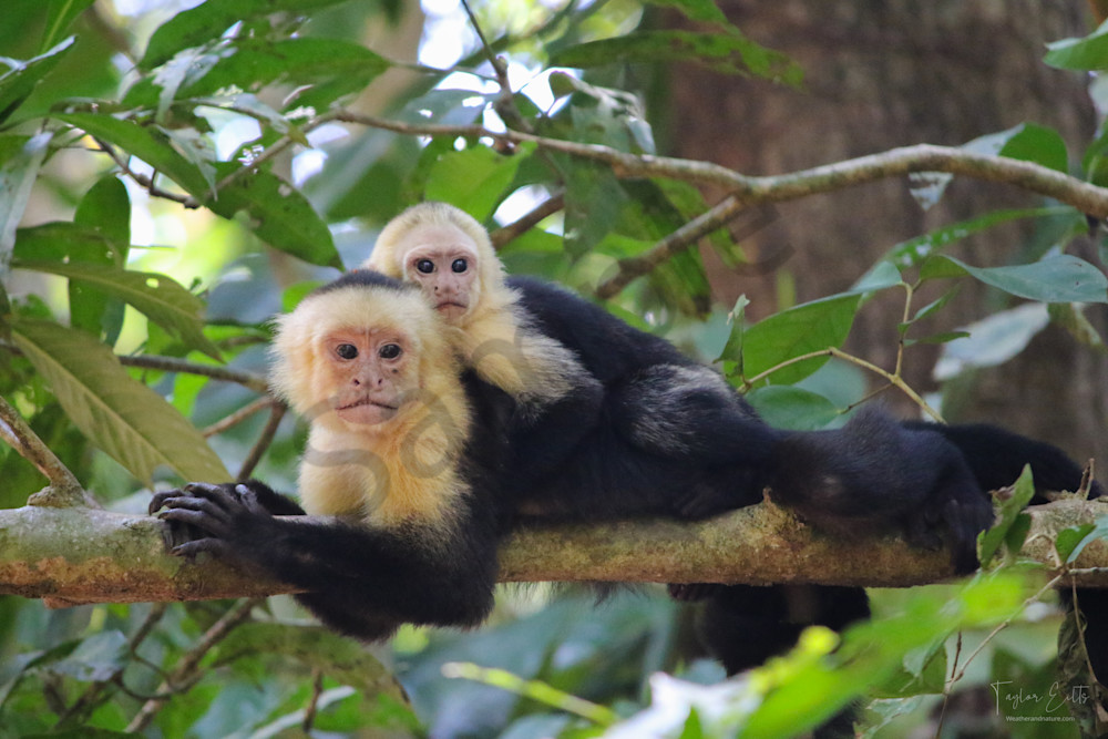 Piggyback Ride! Photography Art | Weather and Nature