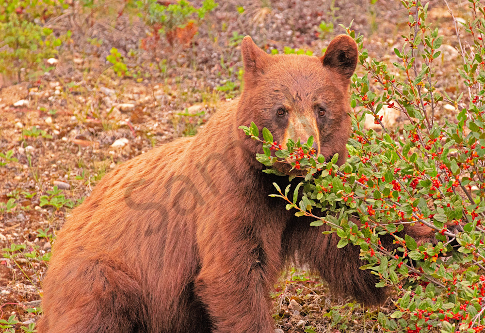 Hungry Bear Photography Art | Joe Ladendorf Photography and Workshops