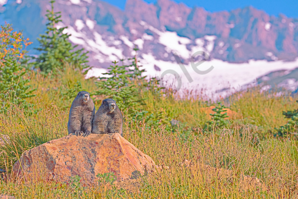 Mount Rainier Marmots