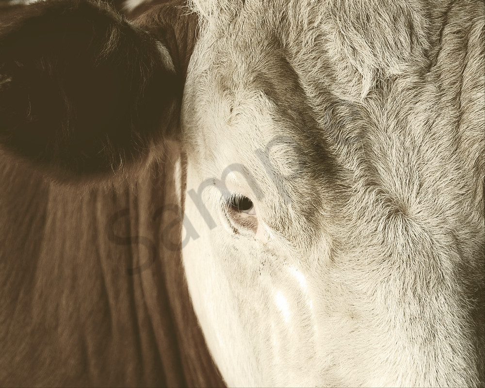 Brown And White Cow Facial Closeup Sepia Faded 8 X 10 Dsc 0378 Art | Marie Stephens Art