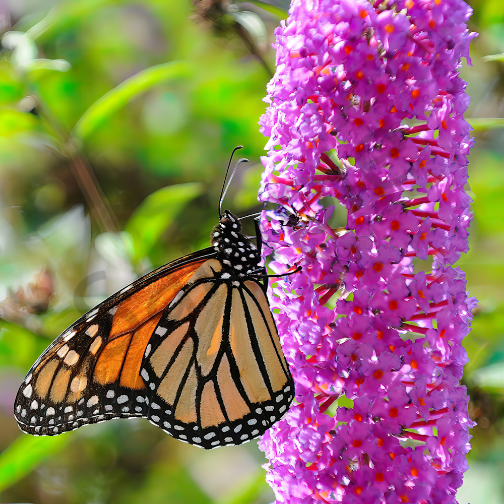 Monarch Butterfly in Backyard Garden
