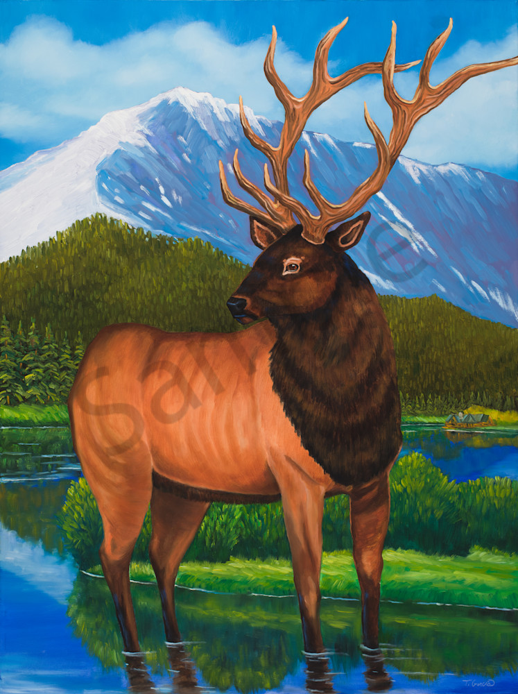 Elk At Evergreen Lake  Art | Ted Garcia Fine Art