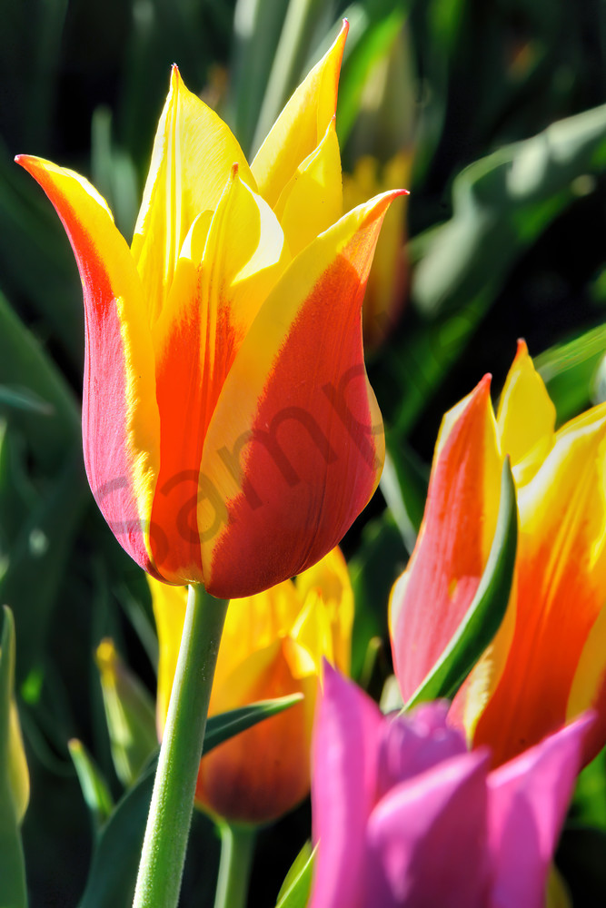 Varigated tulip, Highland Park, Rochester, NY