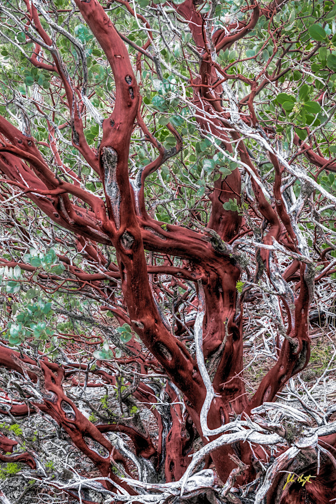 Manzanita Tree  Photography Art | johnkennington