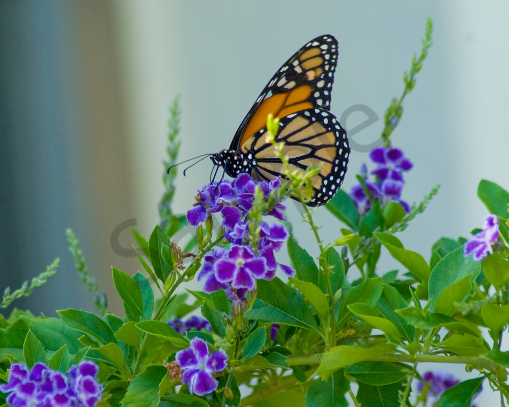 Butterfly On Blue Flower Photography Art | It's Your World - Enjoy!