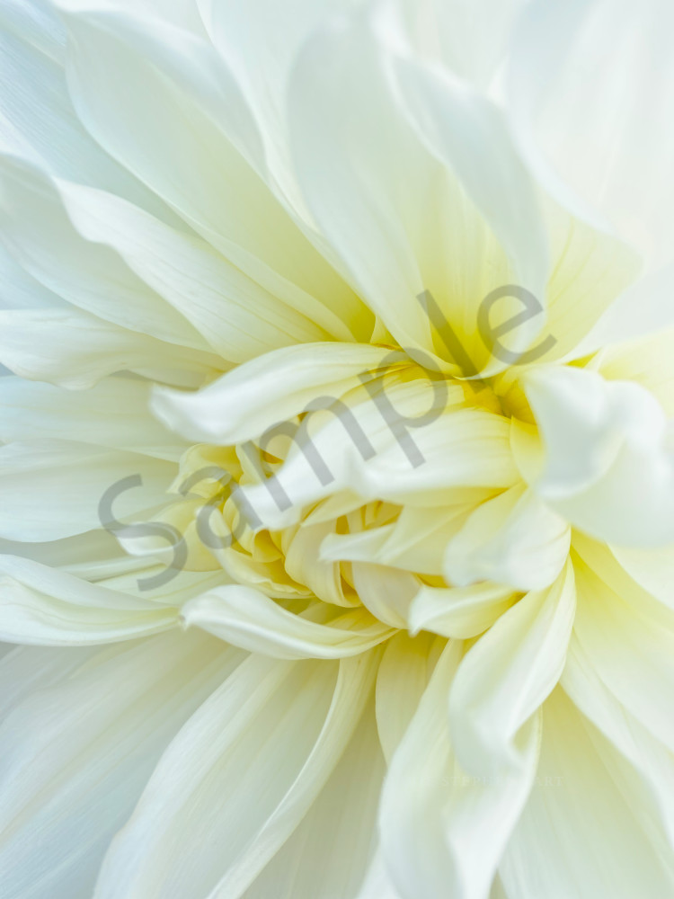 Pure White Flowers are Gorgeous as Wall Art