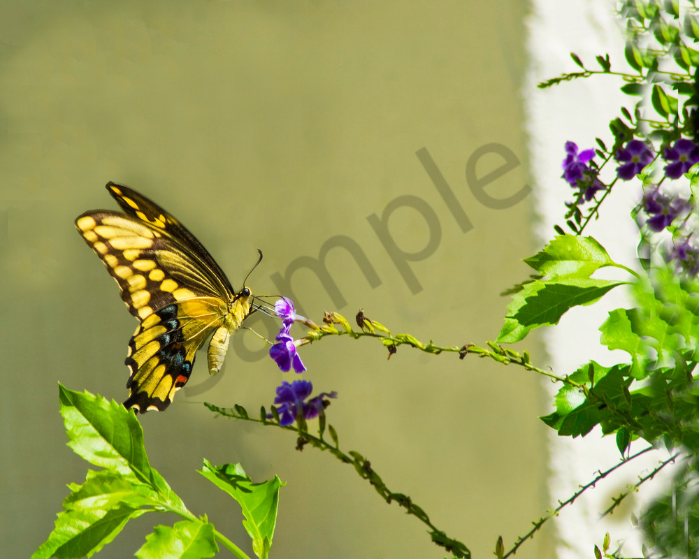 Yellow Swallowtail Butterfly Photography Art | It's Your World - Enjoy!