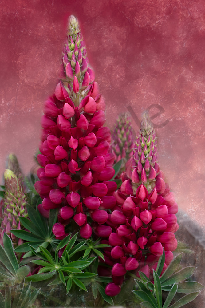 Hot pink lupine on textured background flower photo for sale by Barb Gonzalez Photography