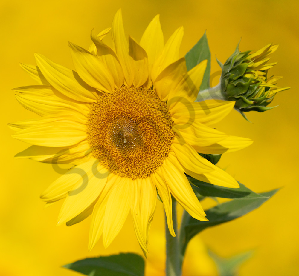 Sunflower And Bud Photography Art | Barb Gonzalez Photography