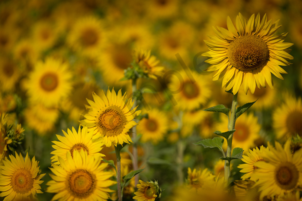 The Sunflower Gang Photography Art | Barb Gonzalez Photography