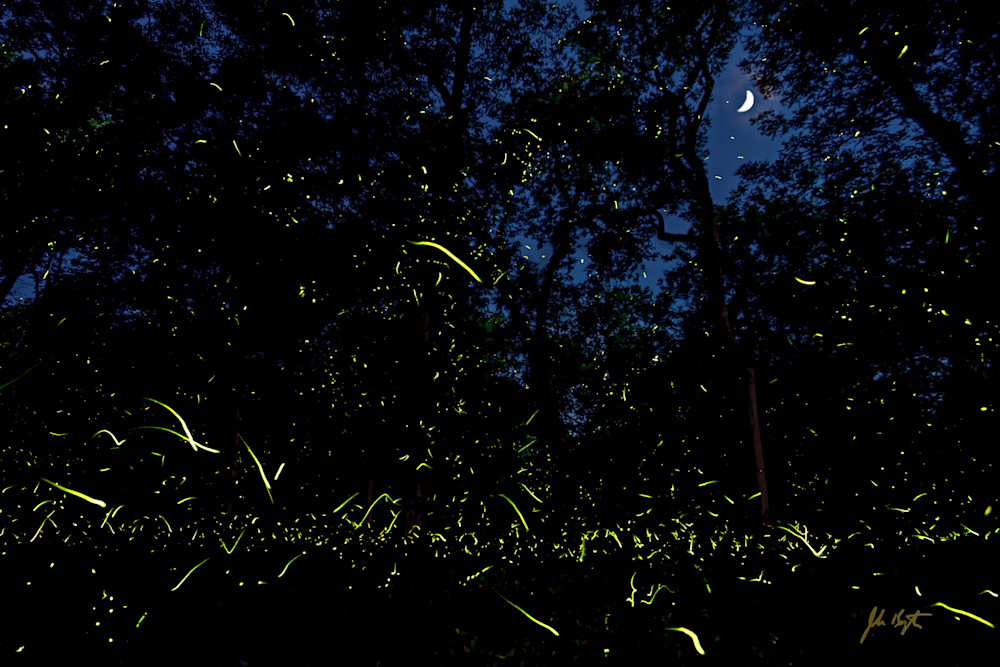Fireflies Under The Crescent Moon Photography Art | johnkennington