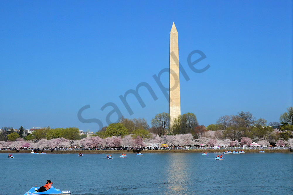 Washington Monument at Cherry Blossom Time