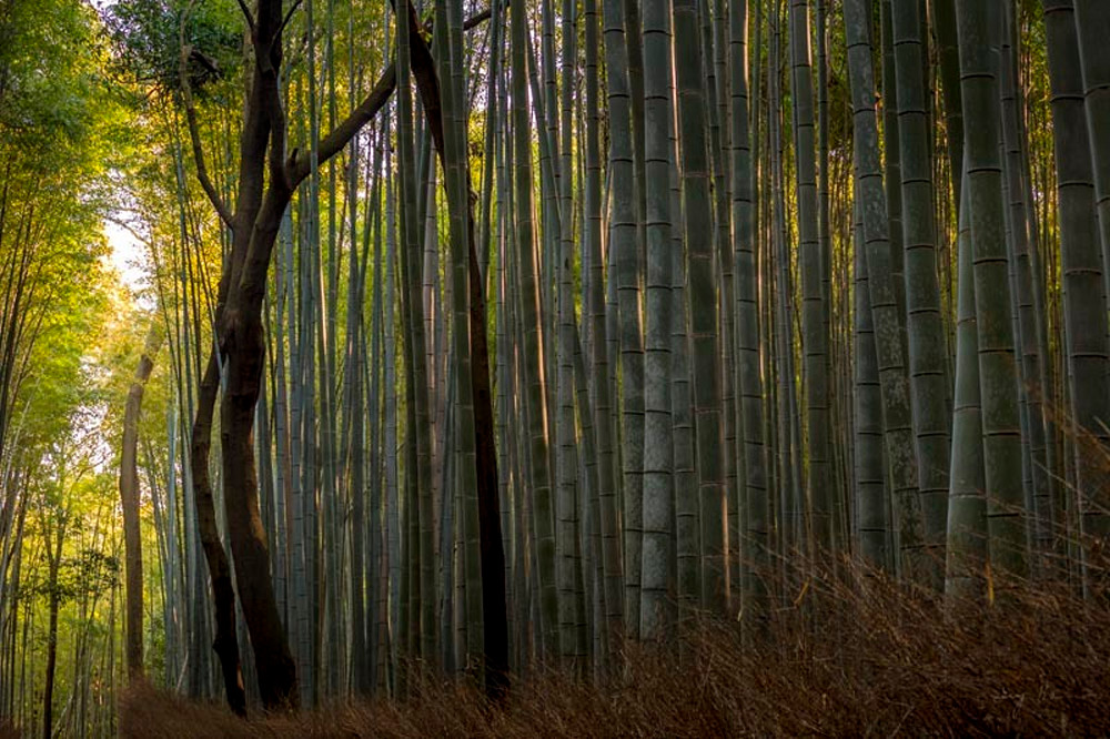 Morning Light At Bamboo Forest Art | AngsanaSeeds Photography