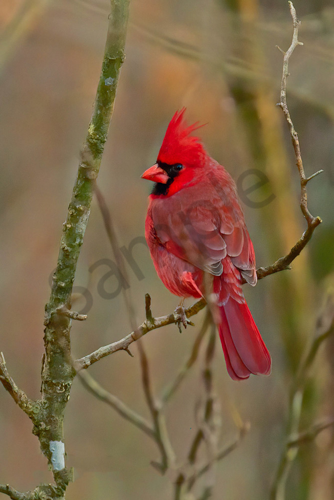 Male Cardinal Photography Art | Joe Ladendorf Photography and Workshops