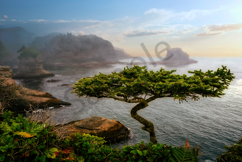 Lonely Bonsai And Fog Photography Art | Images by Louis Cantillo