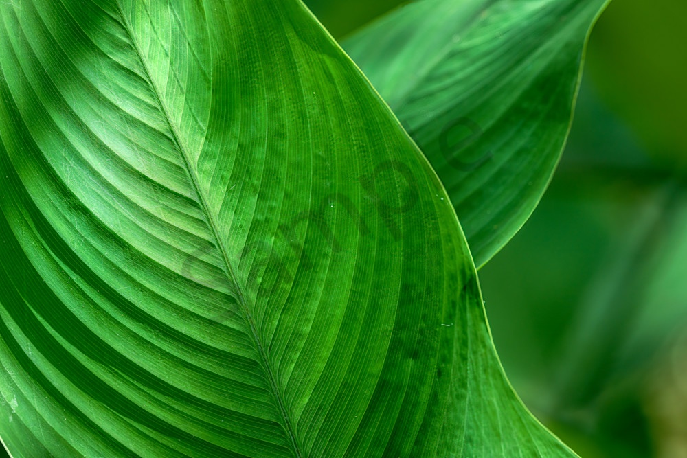 Tranquil Greens Art | Photography By Festine