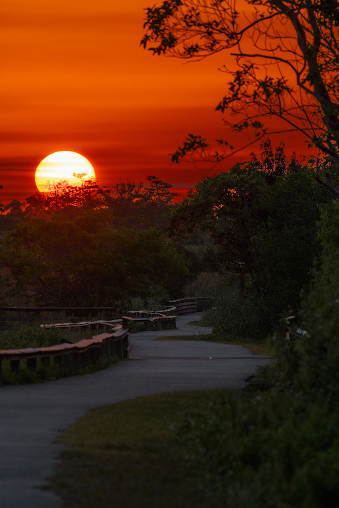 Everglades Sunset  Art | Photography By Festine