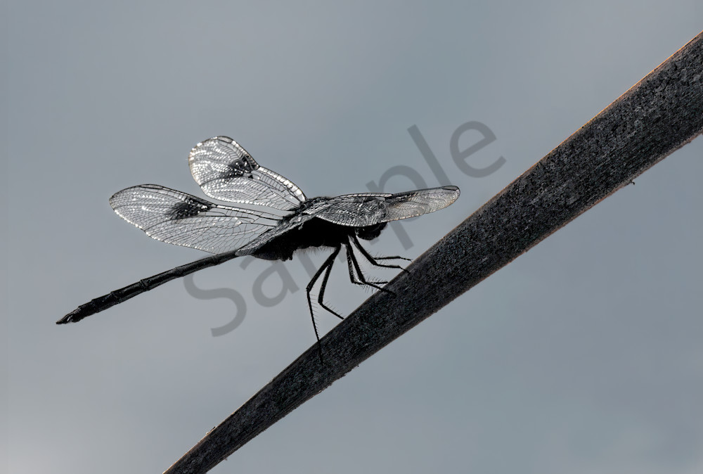 Dragonfly In Monochrome Art | Photography By Festine