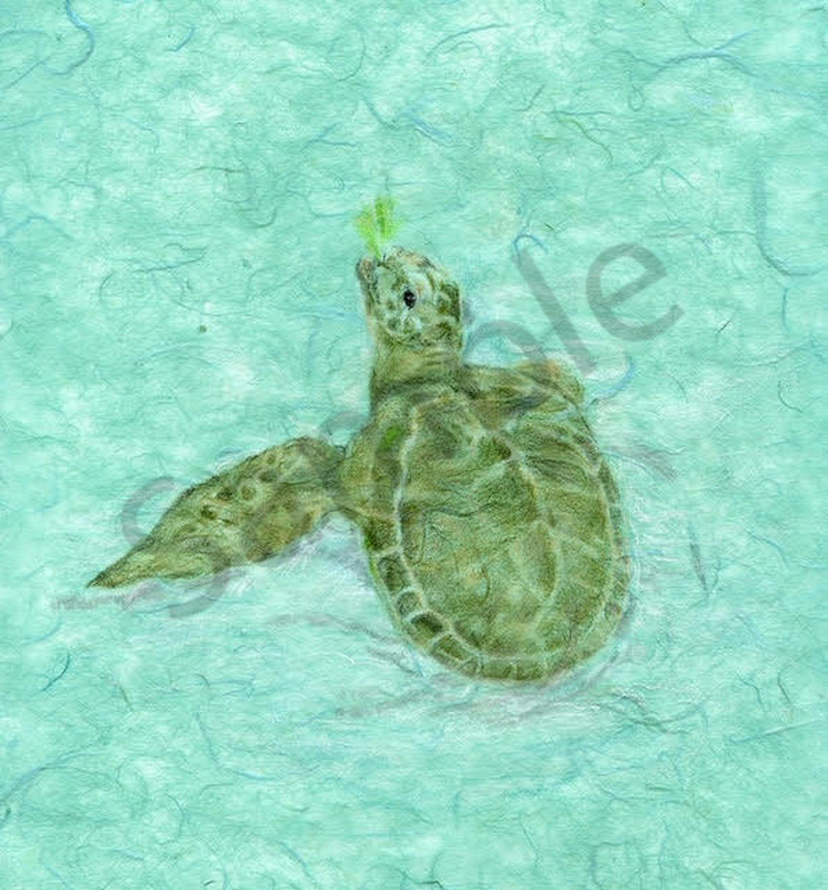Loggerhead Turtle With Lettuce Art | Kathleen Slaven Art