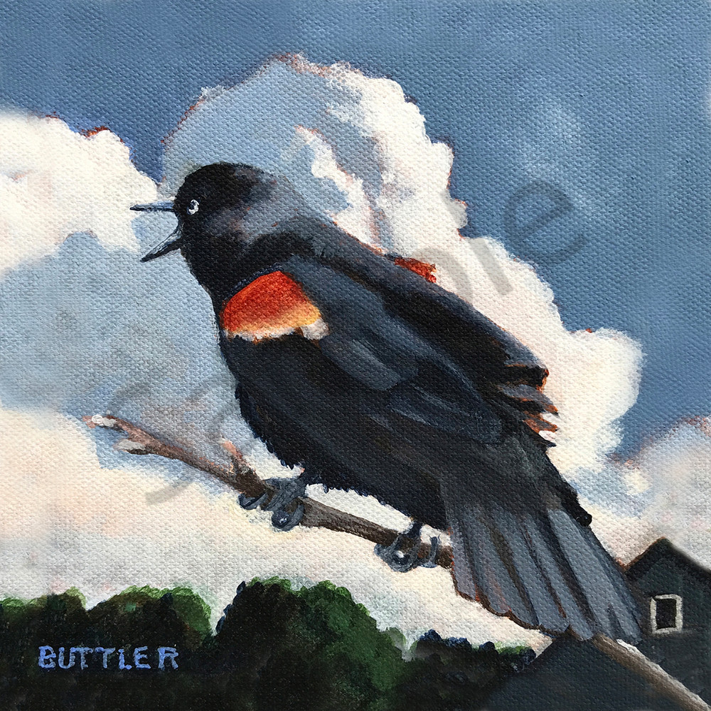 Red Winged Blackbird Art | Elizabeth Buttler