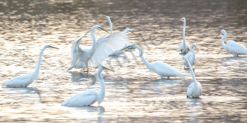 Great Egret Dance Party Gathering Panoramic