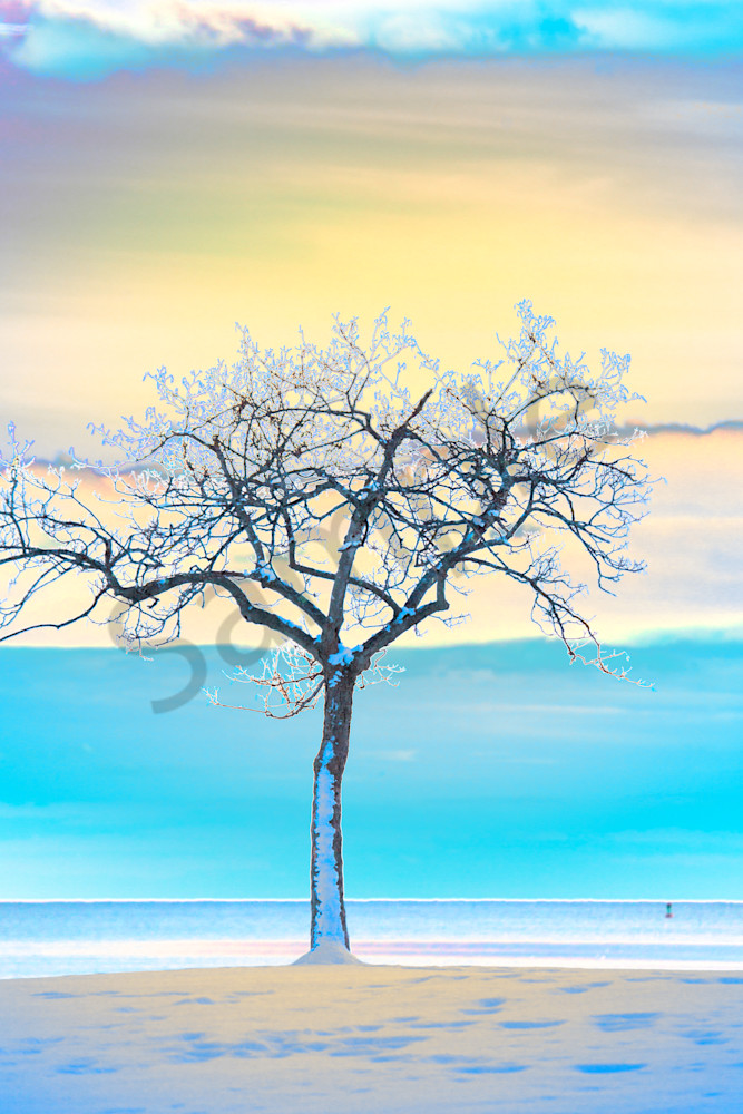 Blue Tree Abstract Photo