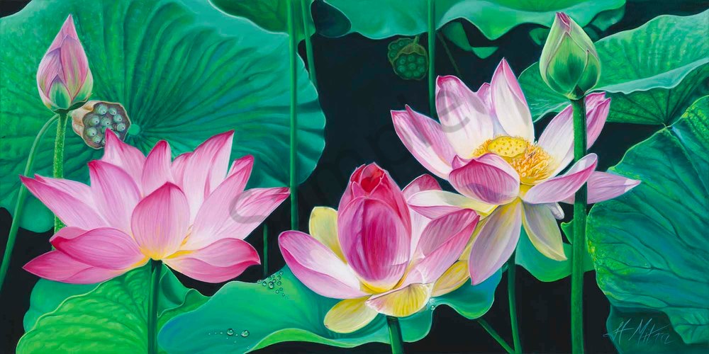 The Gentleness of Lotuses