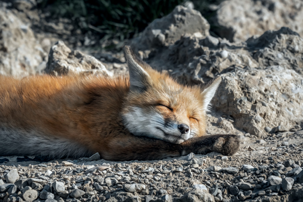 Napping In The Sunshine Photography Art | Trevor Pottelberg Photography