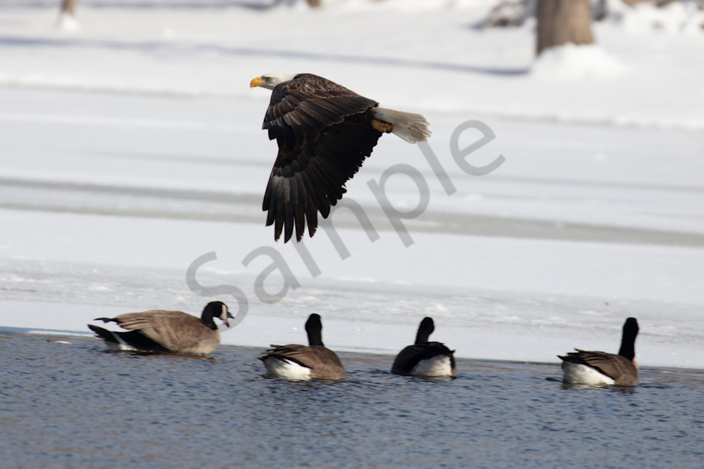 Goose Tormenter Photography Art | Joe Ladendorf Photography and Workshops