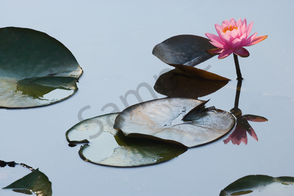 Singularly Beautiful photograph
