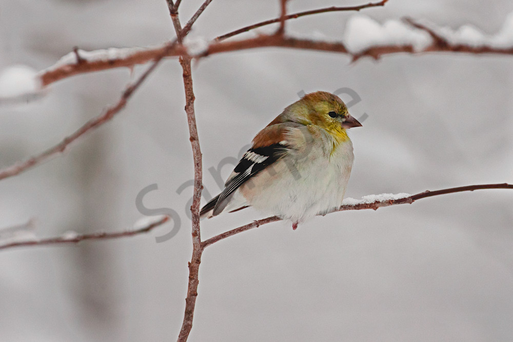 Gold Finch Winter Photography Art | Joe Ladendorf Photography and Workshops