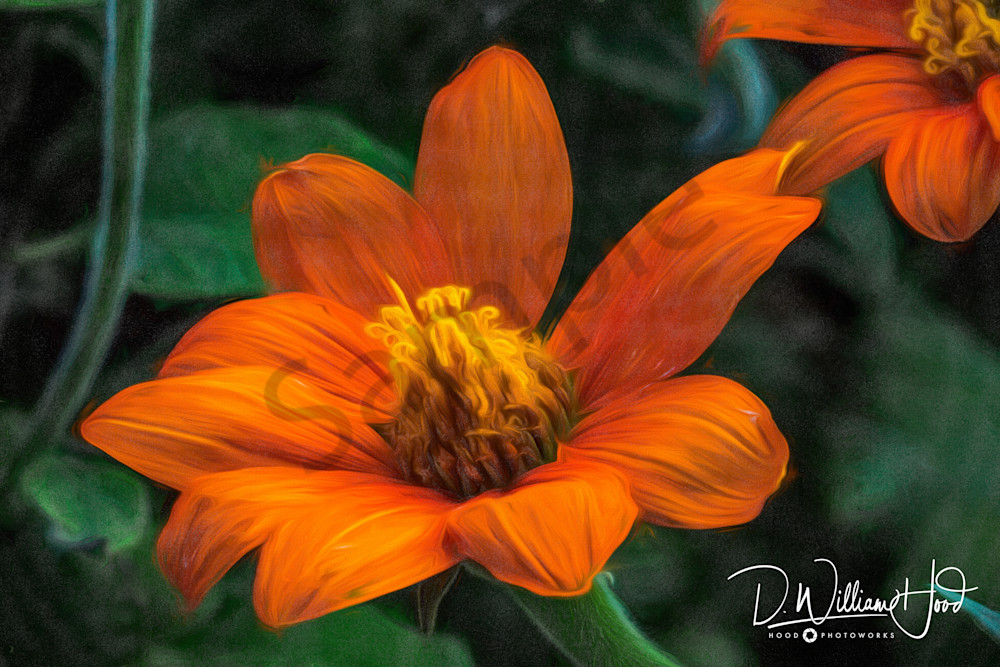 Orange Impressions Photography Art | Hood Photoworks LLC
