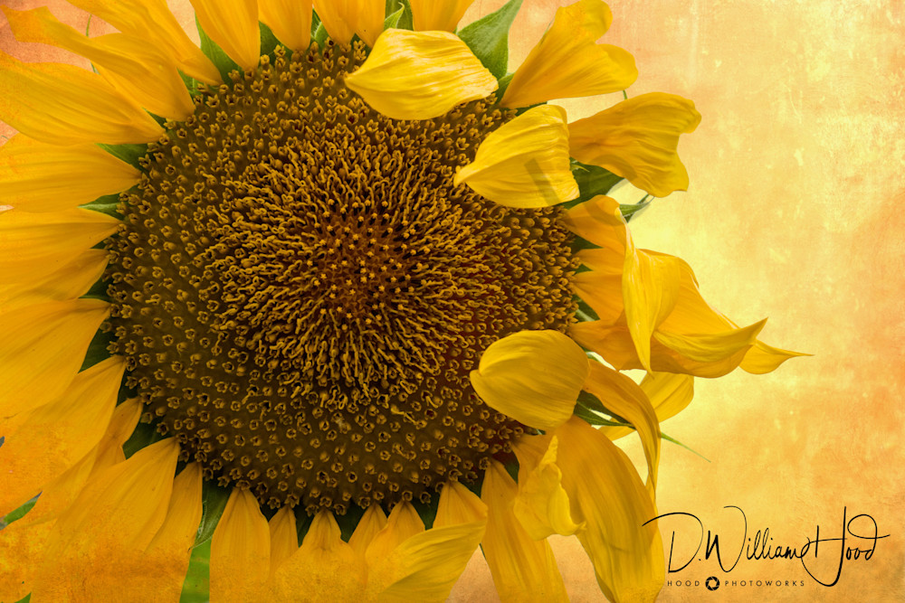 Sunflower Melody Photography Art | Hood Photoworks LLC
