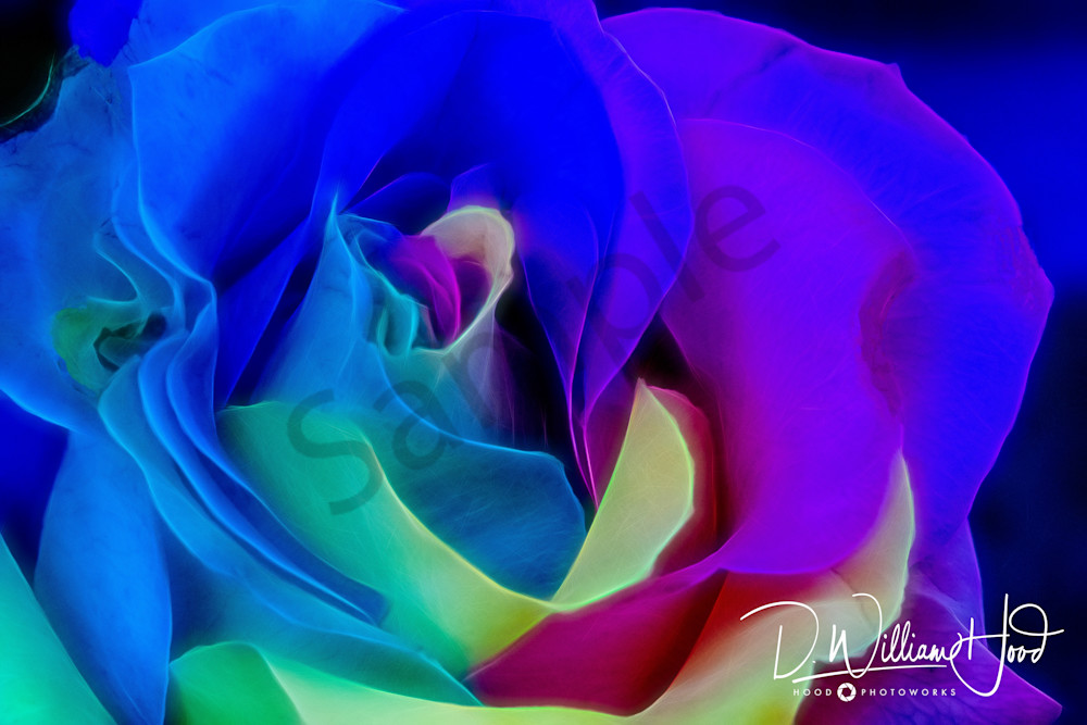 Rose Of Any Color 2021 Photography Art | Hood Photoworks LLC