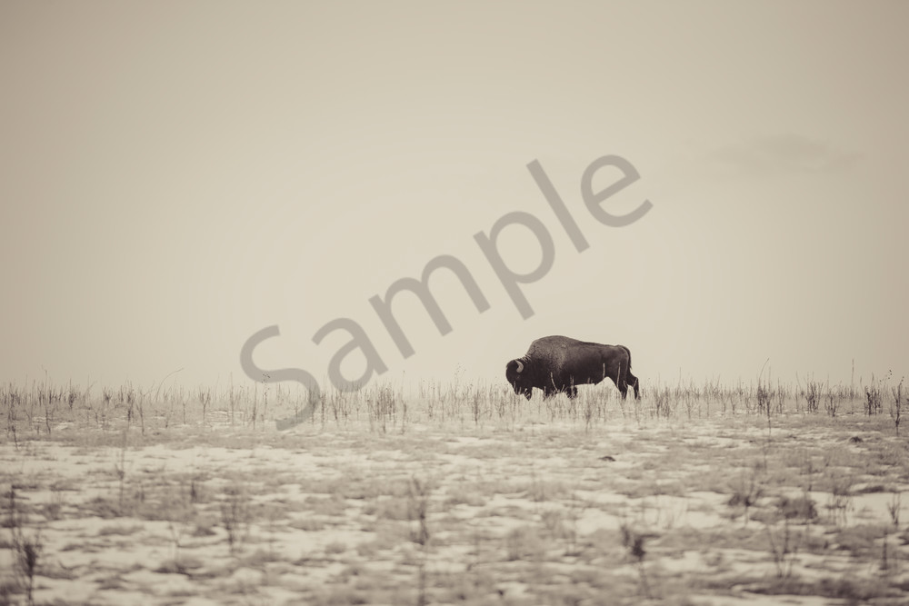 A bison grazing in a snow covered grassy field out in the open air of Antelope Island, Utah
