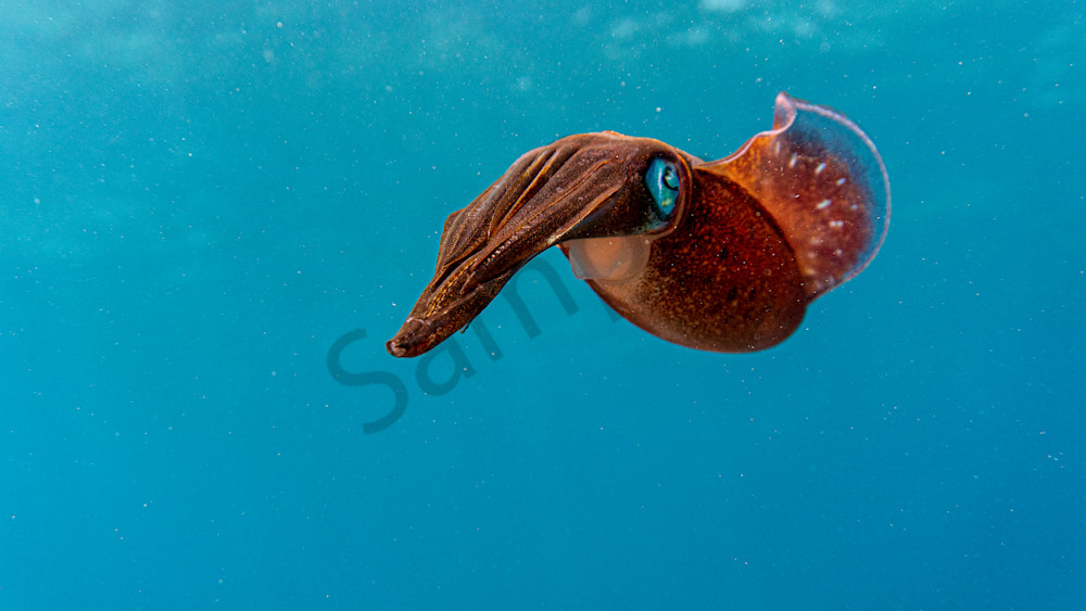 Squid In The Blue Photography Art | Scuba Network NYC