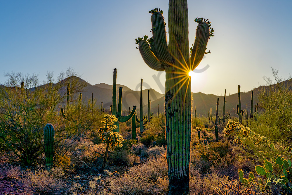 Saguaro Sunset No. 1 Photography Art | johnkennington