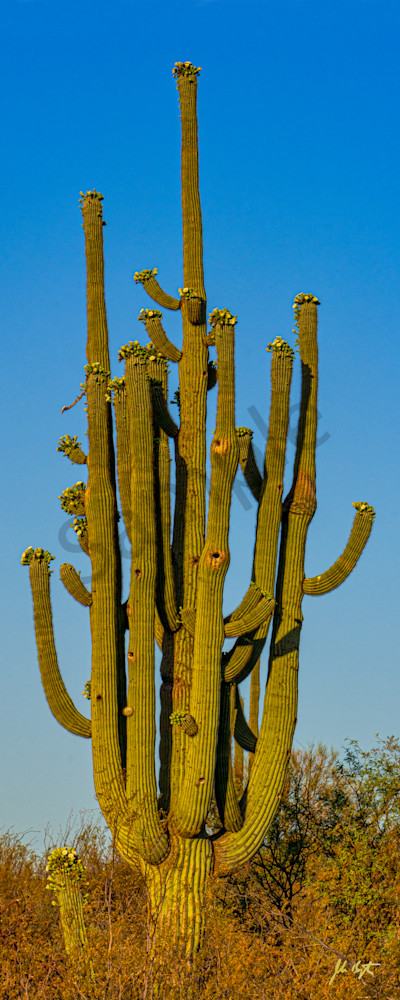 The Ancient Saguaro Photography Art | johnkennington