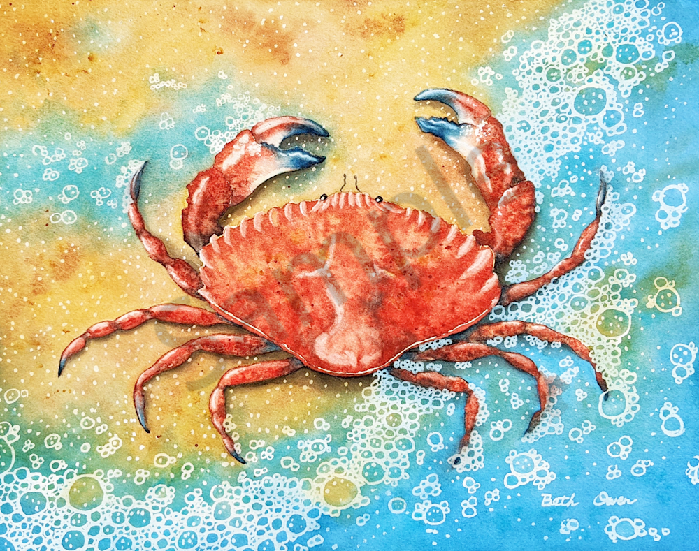 Red Rock Crab watercolor print available in watercolor paper, metal, acrylic, canvas or wood by Beth Owen.