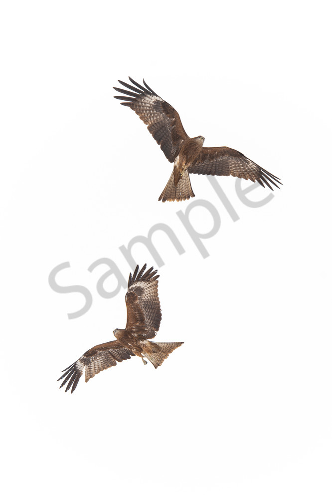 Birds of prey hawks flying high in the sky in Gulmarg, Kashmir, Northern India