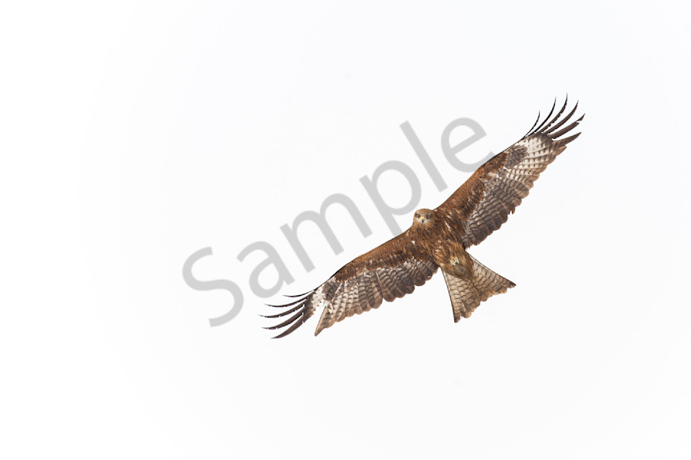 Bird of prey hawk flying high in the sky in Gulmarg, Kashmir, Northern India
