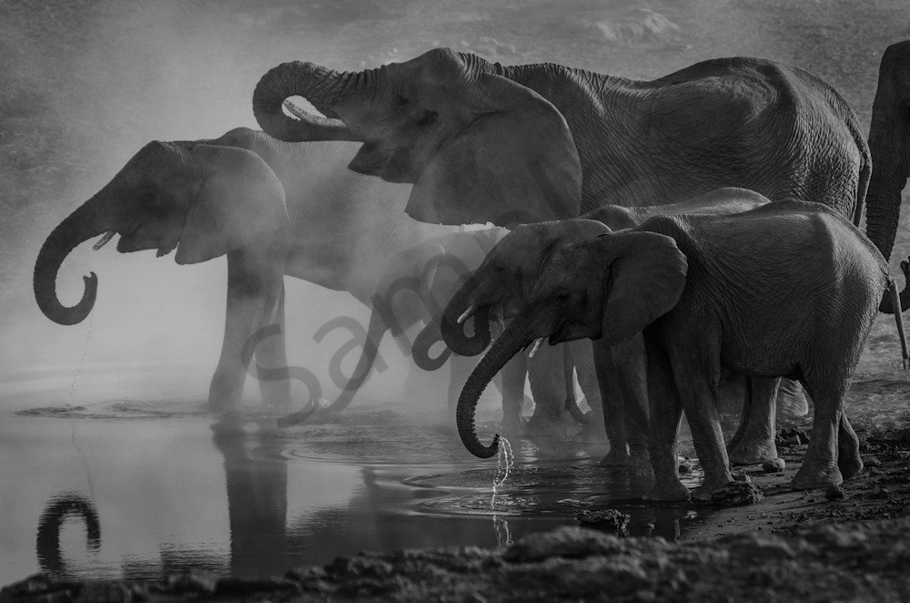 Elephants  Photography Art | demoartist