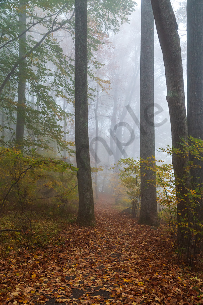 Tree Wall Art: Forest in Fog