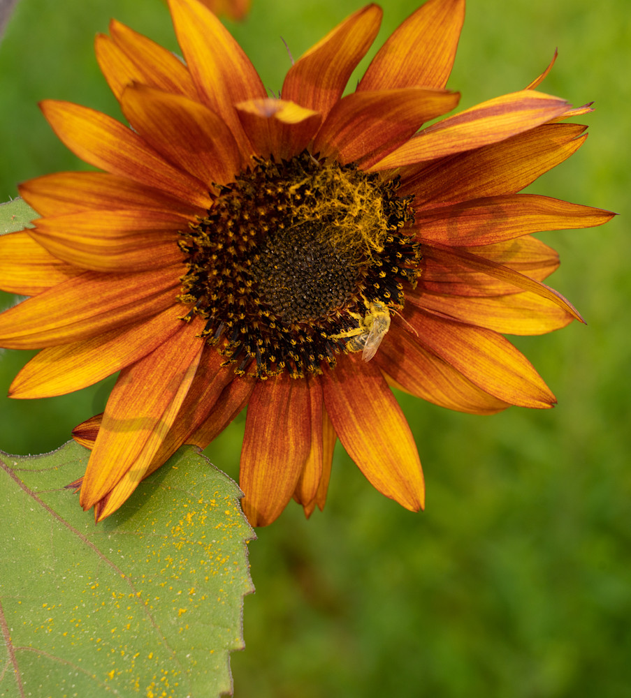 Busy Bee Sunflower Photography Art | Barb Gonzalez Photography