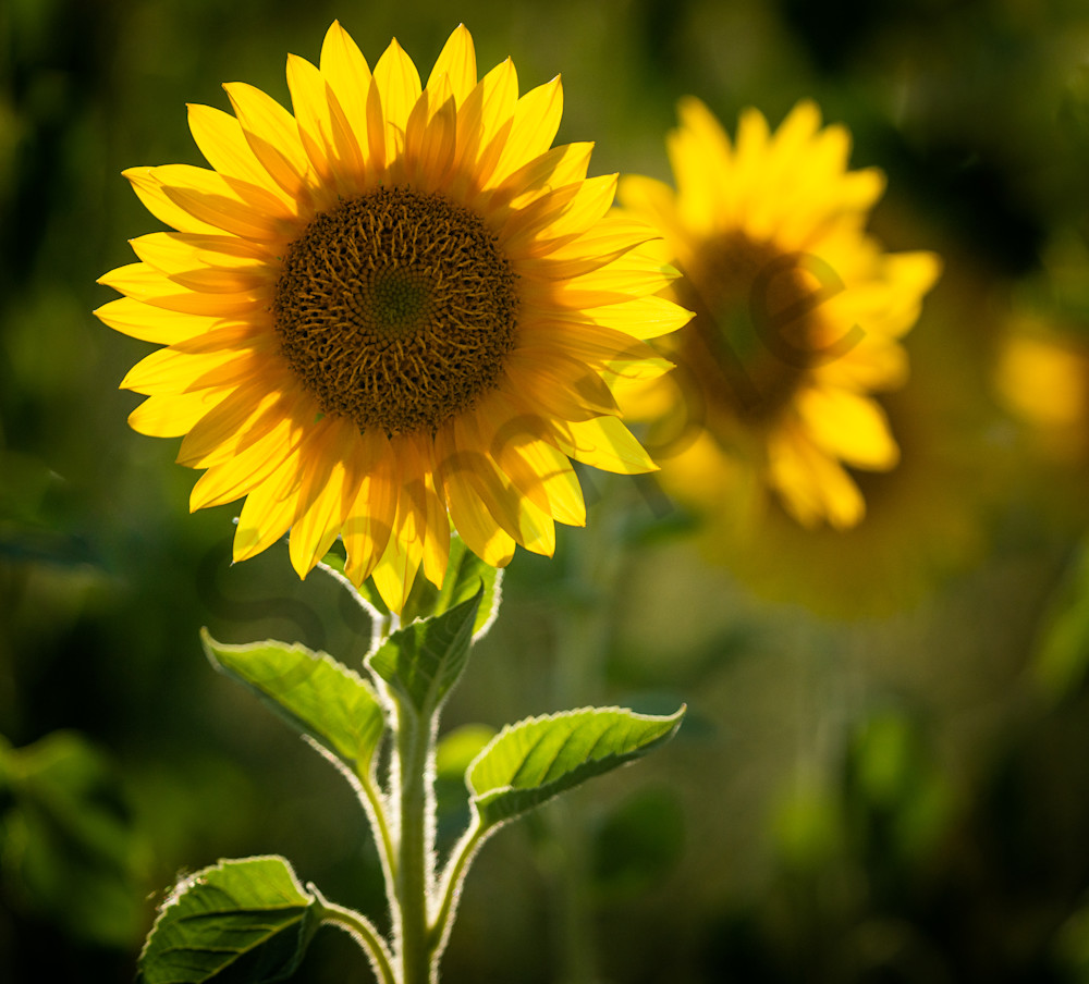 Backlit Sunflower Photography Art | Barb Gonzalez Photography