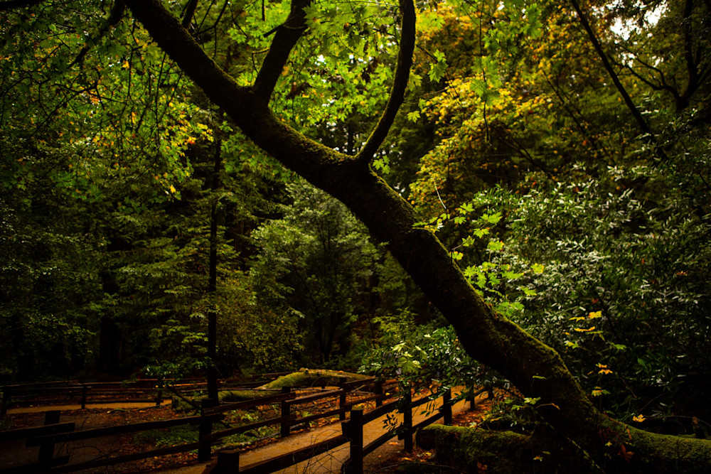 Autumnal Muir Woods Photography Art | Photography by SC