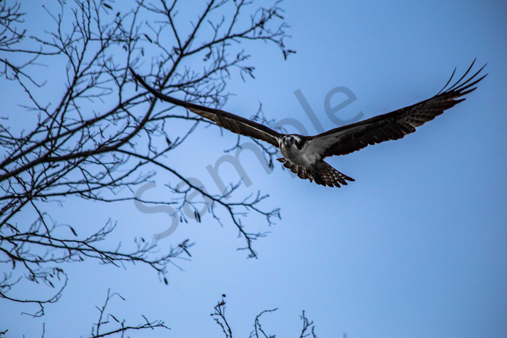 Osprey In The Evening Photography Art | Photography by SC